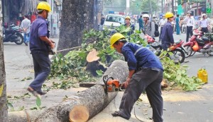 Công nhân thuộc sở Xây dựng thành phố Hà Nội đang chặt hạ các cây xanh tại Hà Nội