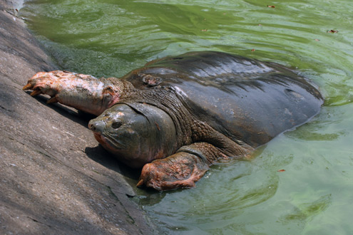 Rùa Hồ Gươm lúc còn khoẻ mạnh