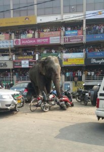 voi điên-dẫm nát xe cộ