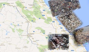 Cá chết dọc biển các tỉnh miền trung do Trung Quốc