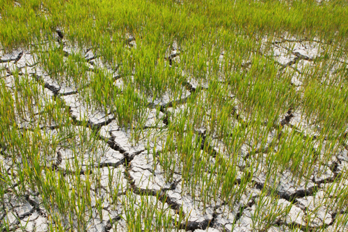 Đồng ruộng ở xã Khuê Ngọc Điền, Đắk Lắk nứt nẻ do thiếu nước.