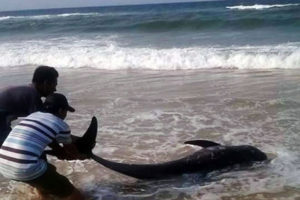 Đến như cá voi cũng bị chết ở biển Thừa Thiên