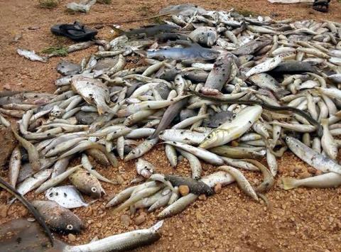 Cá chết hàng loạt tại Vũng Áng được phát giác ngày 6-4-2016. Ảnh: Internet