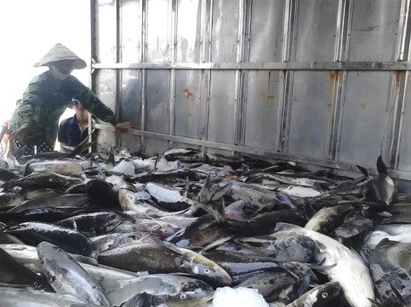 Các hộ nuôi cá lồng ở cửa biển Lạch Bạng bỗng chết hàng loạt những ngày qua. Hình: Thanh Hóa Plus
