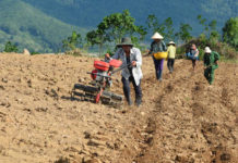 Nông dân Phú Yên trồng sắn