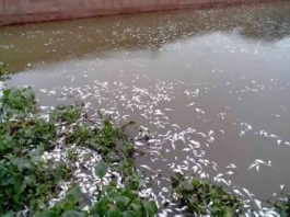 Hình cá chết trắng sông Cửu Yên, Xã Tiên Động, Hải Dương (15/07/2016 )