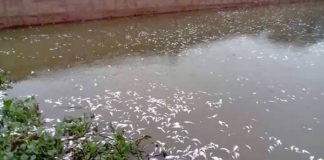 Hình cá chết trắng sông Cửu Yên, Xã Tiên Động, Hải Dương (15/07/2016 )