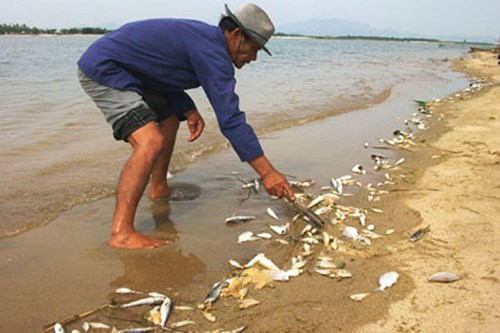 Cá chết dạt lên bờ tại ven biển miền Trung. Ảnh: Internet