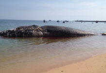 Cá Voi ở biển Mìn Trung cũng còn chết bởi nhiễm độc huống chi là các loại cá khác