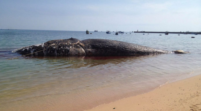 Cá Voi ở biển Mìn Trung cũng còn chết bởi nhiễm độc huống chi là các loại cá khác