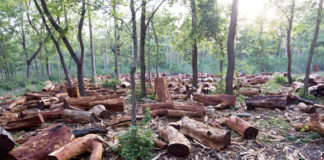 Rừng Việt Nam bị tàn phá