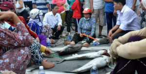 Người dân Vũng Tàu chở cá chết vì ô nhiễm  ra quốc lộ chặn đường phản đối.