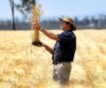 Một nhà nông Úc trên cánh đồng của gia đình. Ảnh: theaustralian.com.au
