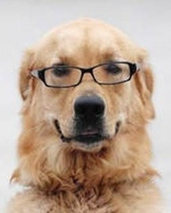 HSP-chó đeo kính | Chân Trời Mới Media