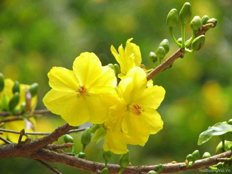 Lá Thư Đầu Năm Mậu Tuất của Đảng Việt Tân